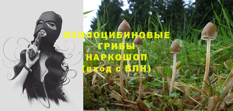 hydra ссылки  Балабаново  Псилоцибиновые грибы Psilocybine cubensis 